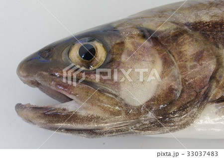 イワナ（岩名）　頭部　低水温の源流域に棲む魚　渓流釣りで人気　基本種はニッコウイワナ 33037483