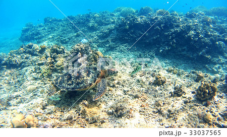 沖縄　渡嘉敷島の渡嘉志久ビーチ　アオウミガメの水中写真 33037565