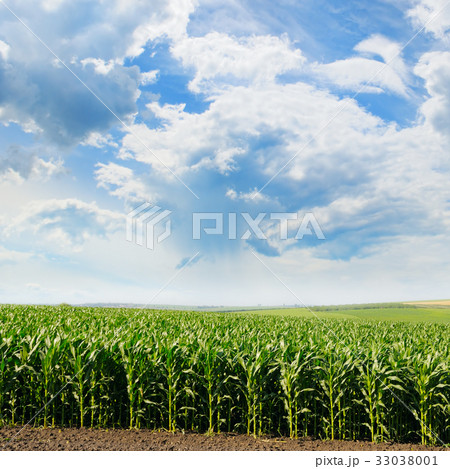 green field and blue sky green field and blue sky 33038001