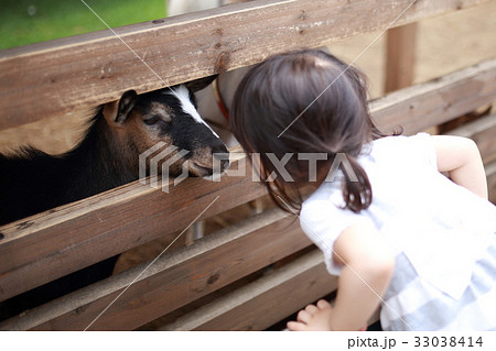 動物園 (2歳 子供 乳幼児 好奇心 興味 ヤギ 生物 哺乳類 山羊 家畜 牧場 ウシ科 ヤギ属) 33038414