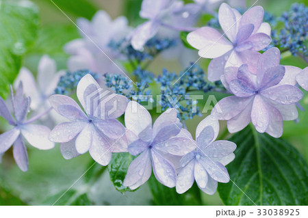 紫陽花 紫陽花 33038925