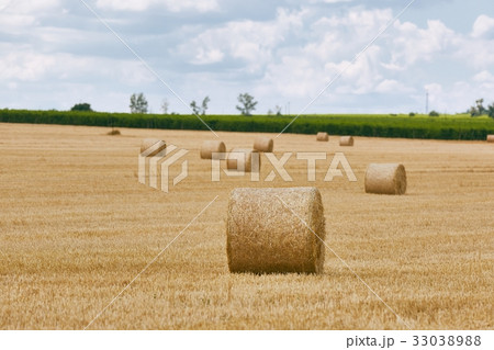 Agricultural field with bales Agricultural field with bales 33038988