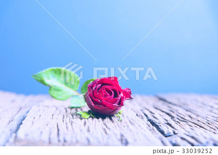 Red roses on wood Red roses on wood 33039252