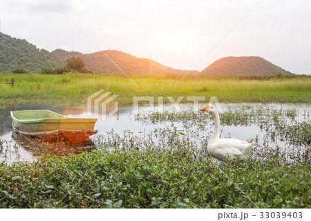 swan walking on pound swan walking on pound 33039403