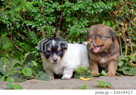 Chinese puppy dogs 33039427