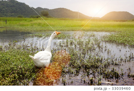 swan walking on pound 33039460