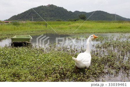swan walking on pound with boat swan walking on pound with boat 33039461