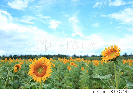 真夏のひまわり 真夏のひまわり 33039542