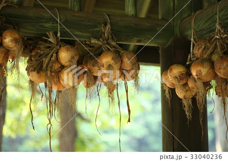 軒下の玉ねぎ 33040236