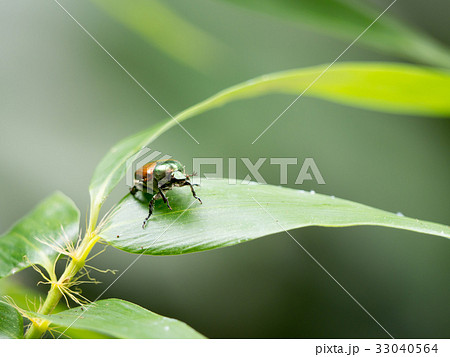 マメコガネムシ マメコガネムシ 33040564