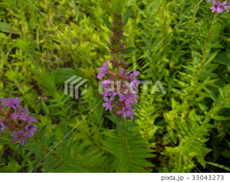 ウツボグサ ウツボグサ 33043273