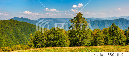 gorgeous mountainous panorama with forest 33046104