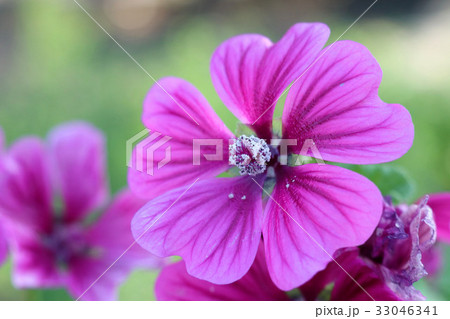 マロウの花	 33046341