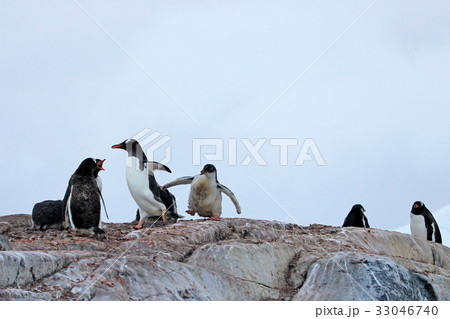 Gentoo penguins, Pygoscelis Papua, Antarctic Gentoo penguins, Pygoscelis Papua, Antarctic 33046740
