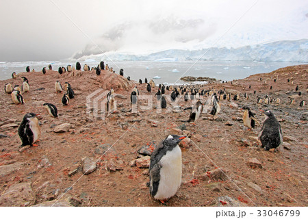 Gentoo penguins, Pygoscelis Papua, Antarctic 33046799