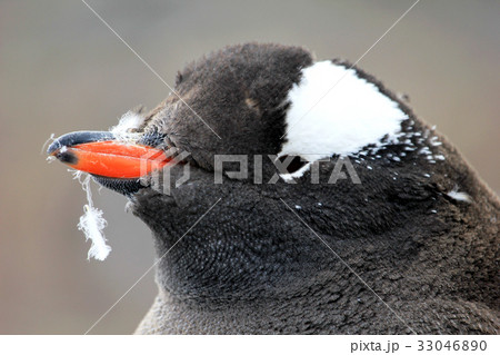 Gentoo penguin, Pygoscelis Papua, Antarctic 33046890