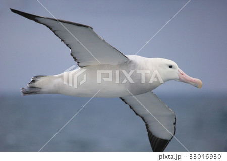 Flying Wandering Albatross, Snowy Albatross, White 33046930