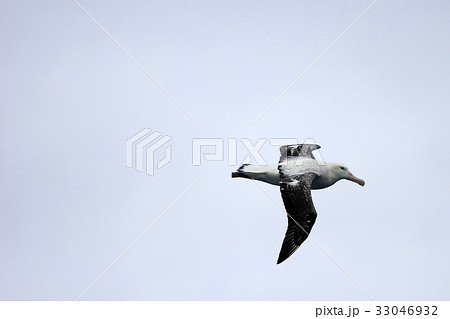 Flying Wandering Albatross, Snowy Albatross, White 33046932