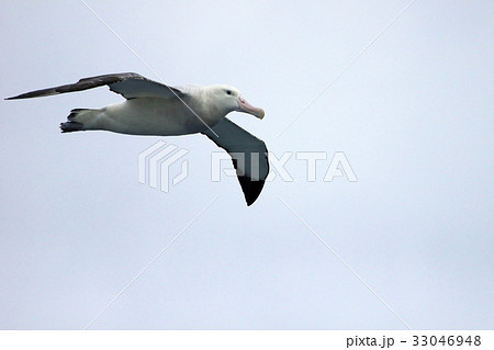 Flying Wandering Albatross, Snowy Albatross, White Flying Wandering Albatross, Snowy Albatross, White 33046948