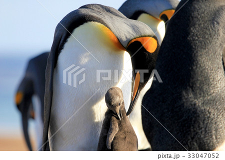 King penguins with chick, aptenodytes patagonicus King penguins with chick, aptenodytes patagonicus 33047052