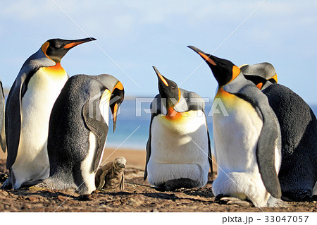 King penguins with chick, aptenodytes patagonicus 33047057