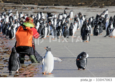Photographer taking pictures of Gentoo penguins Photographer taking pictures of Gentoo penguins 33047063