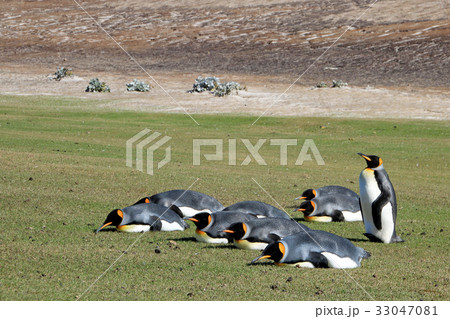 Planking King penguins, aptenodytes patagonicus 33047081