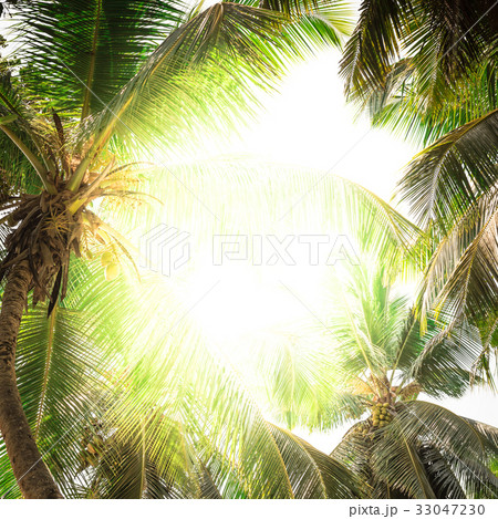 High palms on a tropical beach High palms on a tropical beach 33047230