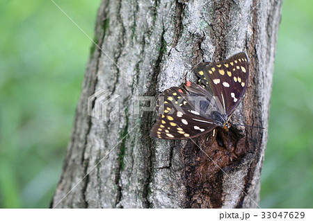 オオムラサキ メス オオムラサキ メス 33047629