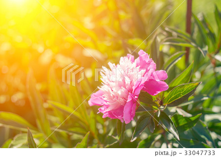 Beautiful pink peonies  33047733