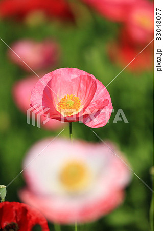 シャレーポピー3366 33048077