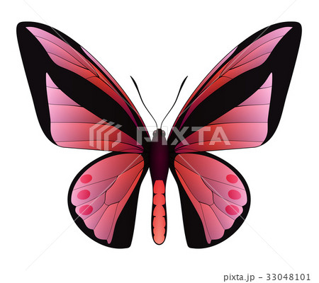 Beautiful butterfly isolated on a white background Beautiful butterfly isolated on a white background 33048101