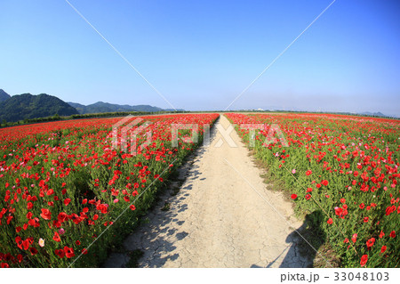 シャレーポピー3384 33048103