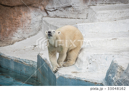 ホッキョクグマ ホッキョクグマ 33048162