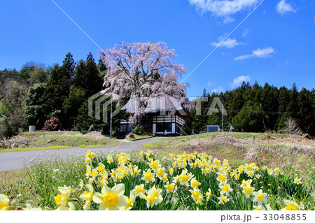 大方寺の桜(天栄村) 大方寺の桜(天栄村) 33048855
