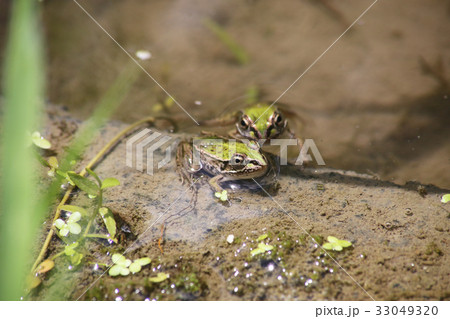 トノサマガエル2匹 33049320