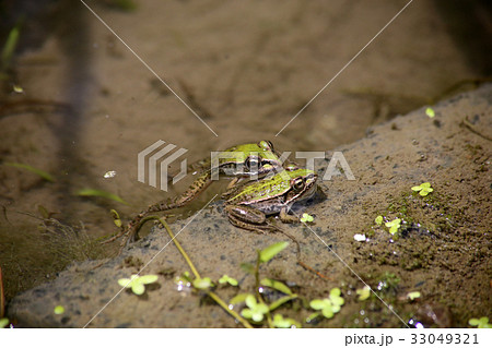 トノサマガエル2匹 33049321