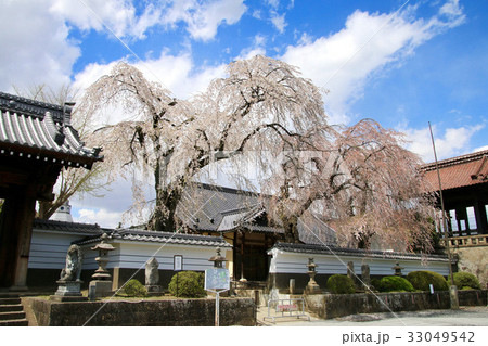 長松院の桜(須賀川市) 長松院の桜(須賀川市) 33049542