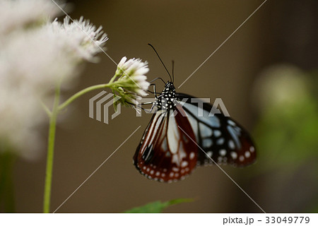 アサギマダラ ヨツバヒヨドリ 蝶 昆虫 花 翅 美しい 羽ばたく バタフライの写真素材