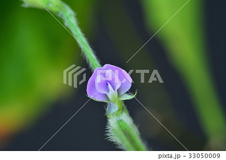 大豆の花の写真素材