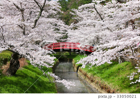 翠ヶ丘公園の桜(須賀川市) 翠ヶ丘公園の桜(須賀川市) 33050021