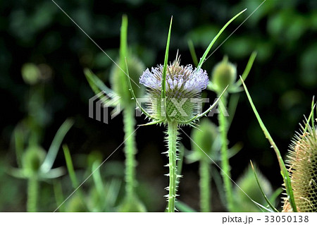 チーゼル チーゼル 33050138