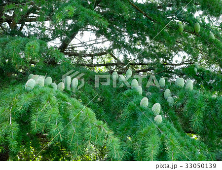 ヒマラヤ杉の実　ヒマラヤ杉　 33050139