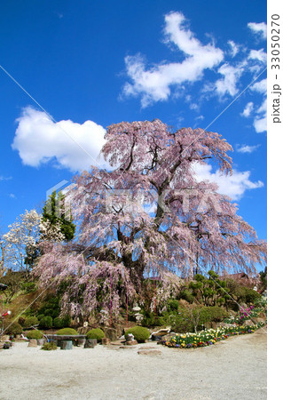 金毘羅桜(玉川村) 金毘羅桜(玉川村) 33050270