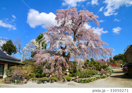 金毘羅桜(玉川村) 金毘羅桜(玉川村) 33050271