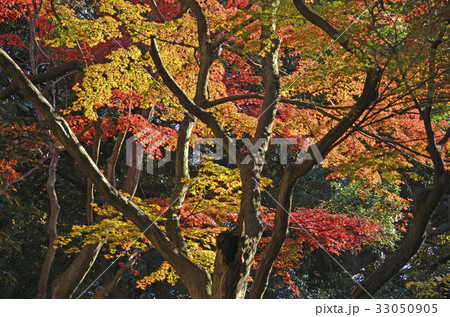 野毛山公園の紅葉風景 野毛山公園の紅葉風景 33050905