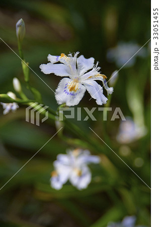 可憐な薄紫のシャガの花 33051455