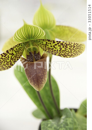 茶色の斑点を持つ蘭の花の前向き後向き 33051514