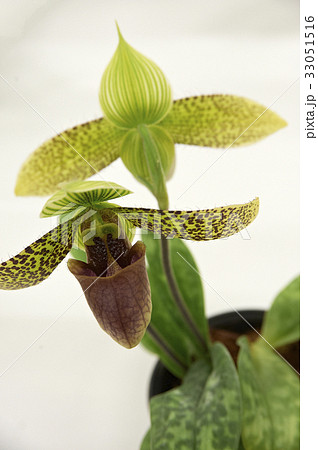 茶色の斑点を持つ蘭の花の前向き後向き 33051516
