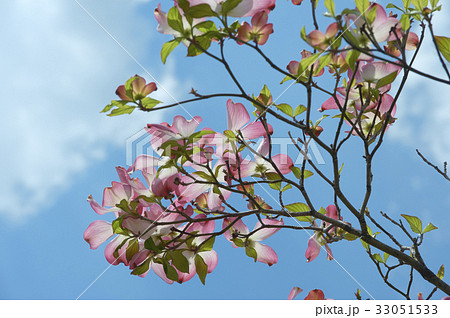 はなみずきの赤い花 33051533